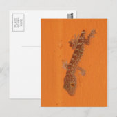 Baby Tokay Gecko Postkarte (Vorne/Hinten)