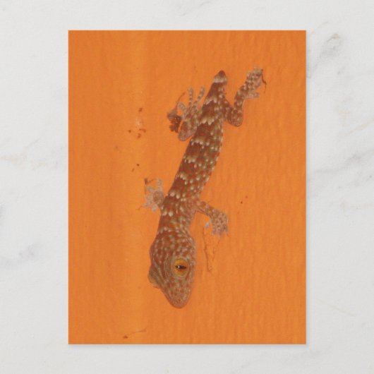 Baby Tokay Gecko Postkarte (Vorderseite)