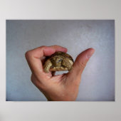 Baby Tortoise Poster (Vorne)