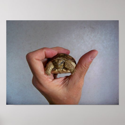 Baby Tortoise Poster (Vorne)