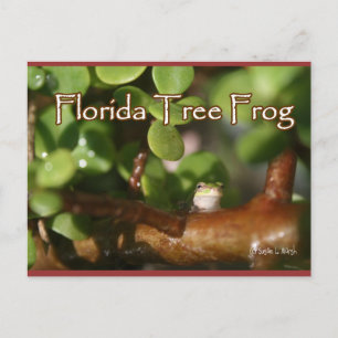 Baby Tree Frog in Bonsai Pflanze mit Text Postkarte
