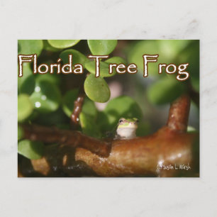 Baby Tree Frog in Bonsai Pflanze mit Text Postkarte