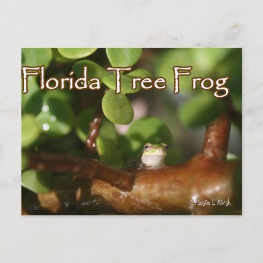 Baby Tree Frog in Bonsai Pflanze mit Text Postkarte (Vorderseite)