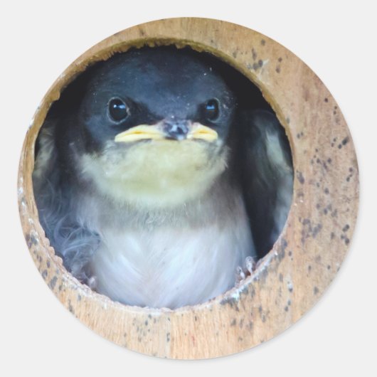 Baby Tree Swallow Runder Aufkleber (Vorderseite)