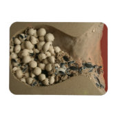 Baby Turtle Eggs Hatching Magnet (Horizontal)