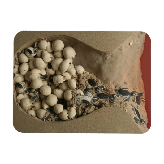 Baby Turtle Eggs Hatching Magnet (Horizontal)