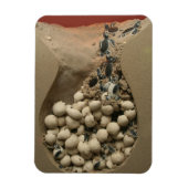 Baby Turtle Eggs Hatching Magnet (Vertikal)