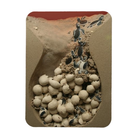 Baby Turtle Eggs Hatching Magnet (Vertikal)