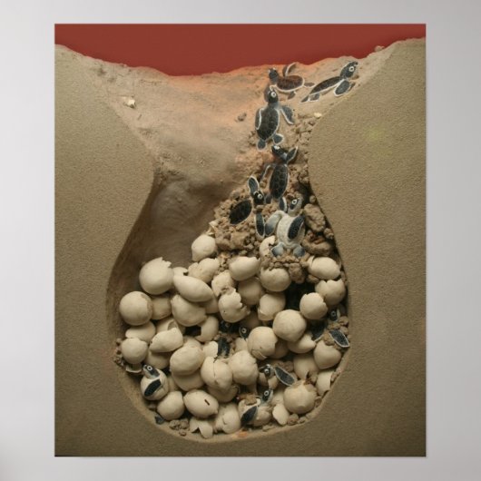 Baby Turtle Eggs Hatching Poster (Vorne)