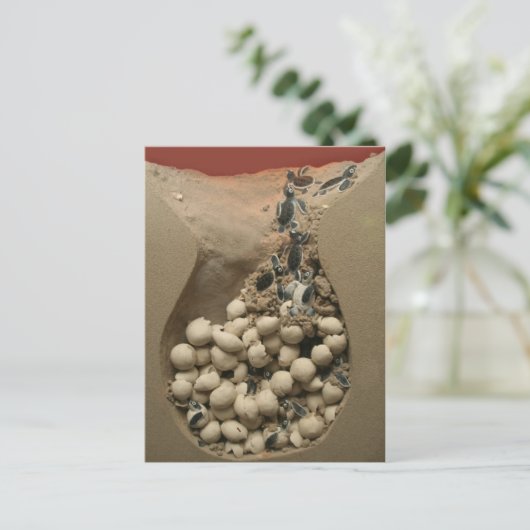 Baby Turtle Eggs Hatching Postkarte (Stehend Vorderseite)