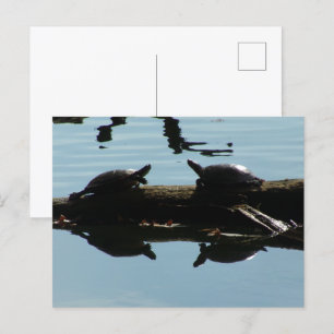 Baby Turtle Friends Postcard Postkarte