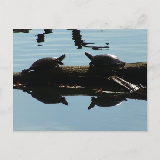 Baby Turtle Friends Postcard Postkarte (Vorderseite)