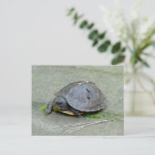 Baby Turtle Postcard Postkarte (Stehend Vorderseite)