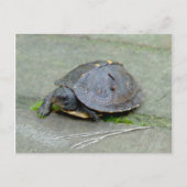 Baby Turtle Postcard Postkarte (Vorderseite)