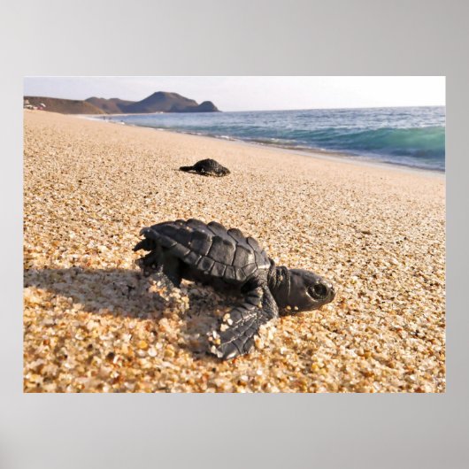 Baby Turtle Poster (Vorne)