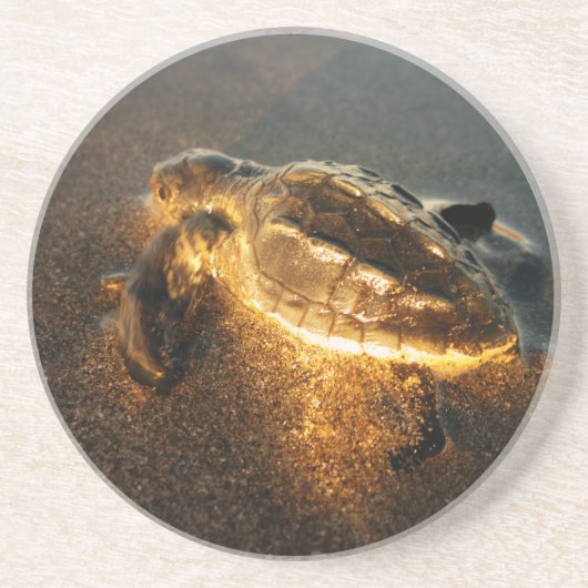 Baby Turtle Untersetzer (Vorne)