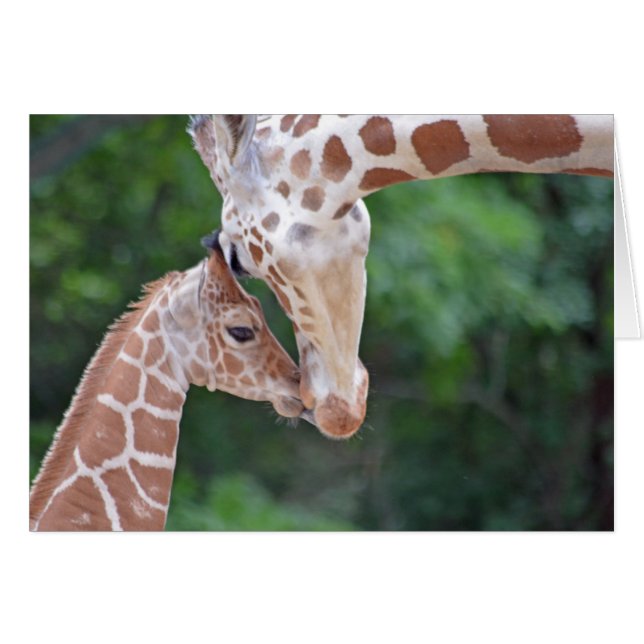 Baby und Mutter Giraffe (Vorderseite (Horizontal))