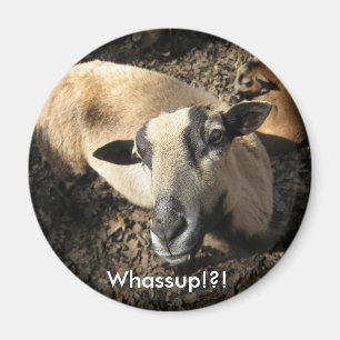 Baby von der Färbereiche-Ranch Magnet