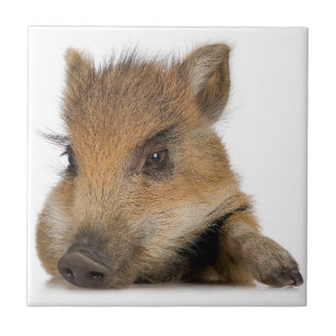 Baby Warthog Fliese
