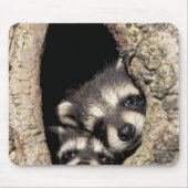 Baby-Waschbären in Baumhöhle Procyon Mousepad (Vorne)