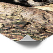 Baby-Waschbären in Baumhöhle Procyon Poster (Ecke)