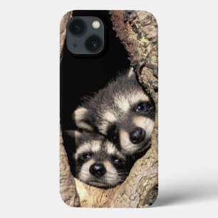 Baby-Waschbären in einer Baumhöhle Procyon Case-Mate iPhone Hülle