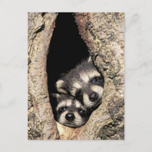Baby-Waschbären in einer Baumhöhle Procyon Postkarte
