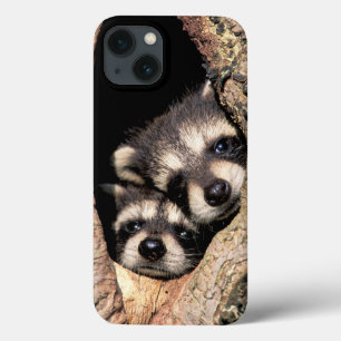 Baby-Waschbären spähen aus dem Baum Case-Mate iPhone Hülle
