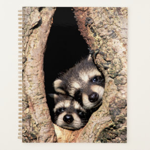 Baby-Waschbären spähen aus einem Baum heraus Planer
