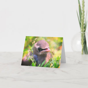 Baby Waxwing Bird Animal Nature Note Card Dankeskarte