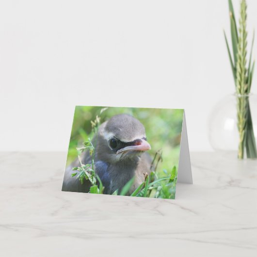 Baby Waxwing Bird Animal Photography (Vorderseite)
