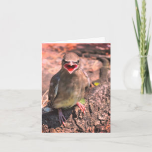 Baby Waxwing Bird Nature Note Card Dankeskarte