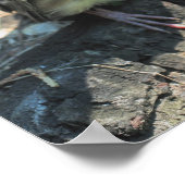 Baby Waxwing Bird Poster (Ecke)