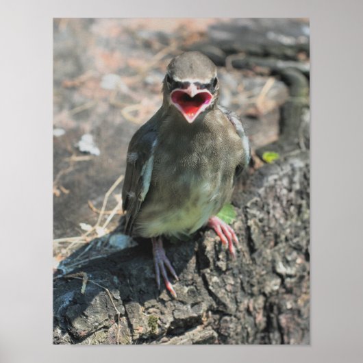 Baby Waxwing Bird Poster (Vorne)