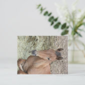 Baby Welsh Pony Postkarte (Stehend Vorderseite)