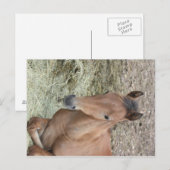 Baby Welsh Pony Postkarte (Vorne/Hinten)