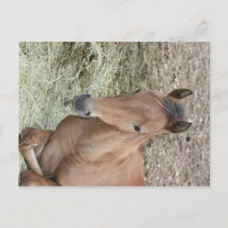 Baby Welsh Pony Postkarte