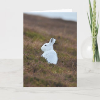 Baby White Hare Karte