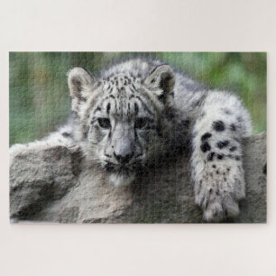 Baby White Leopard, der Sie von einem Felsen aus b Puzzle