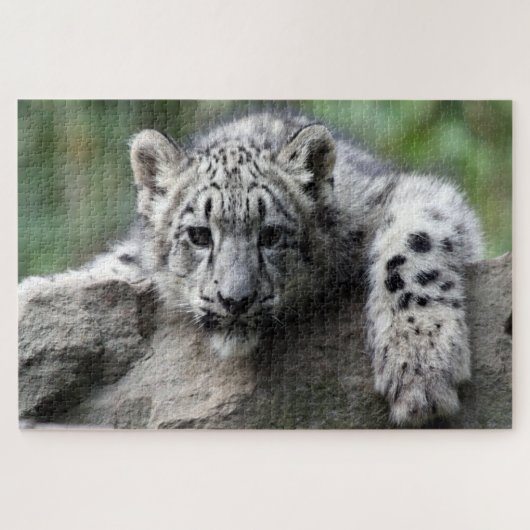 Baby White Leopard, der Sie von einem Felsen aus b Puzzle (Horizontal)