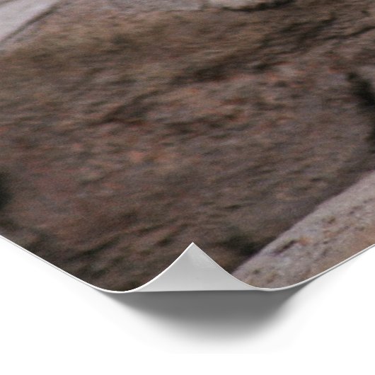 Baby white lion cub serie poster (Ecke)