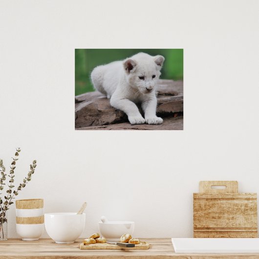 Baby white lion cub serie poster (Küche)