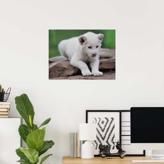 Baby white lion cub serie poster (Heimbüro)