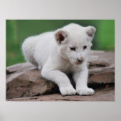 Baby white lion cub serie poster (Vorne)
