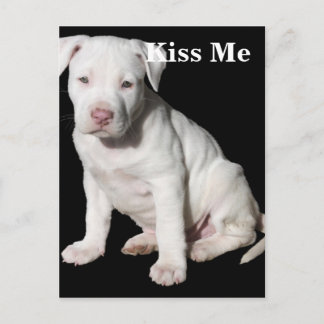 Baby White Pitbull Puppy Postkarte
