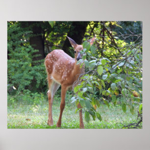 Baby White Tails Deer Fawn Poster