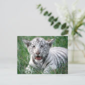 Baby White Tiger Postkarte (Stehend Vorderseite)