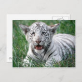 Baby White Tiger Postkarte (Vorne/Hinten)