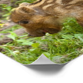 Baby Wild Boar Poster (Ecke)
