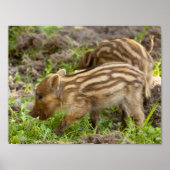 Baby Wild Boar Poster (Vorne)